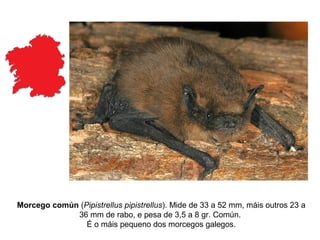 Morcego común (Pipistrellus pipistrellus). Mide de 33 a 52 mm, máis outros 23 a
             36 mm de rabo, e pesa de 3,5 a 8 gr. Común.
                É o máis pequeno dos morcegos galegos.
 