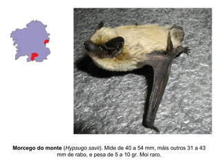 Morcego do monte (Hypsugo savii). Mide de 40 a 54 mm, máis outros 31 a 43
              mm de rabo, e pesa de 5 a 10 gr. Moi raro.
 