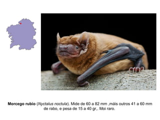 Morcego rubio (Nyctalus noctula). Mide de 60 a 82 mm ,máis outros 41 a 60 mm
                 de rabo, e pesa de 15 a 40 gr,. Moi raro.
 