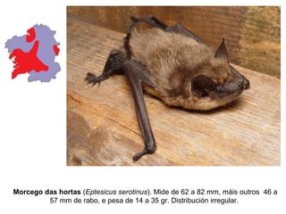 Morcego das hortas (Eptesicus serotinus). Mide de 62 a 82 mm, máis outros 46 a
         57 mm de rabo, e pesa de 14 a 35 gr. Distribución irregular.
 