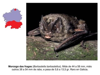 Morcego das fragas (Barbastella barbastellus). Mide de 44 a 58 mm, máis
  outros 38 a 54 mm de rabo, e pesa de 5,6 a 13,5 gr. Raro en Galicia.
 
