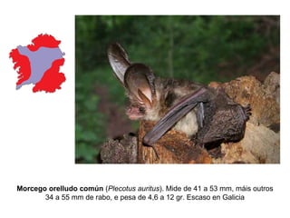 Morcego orelludo común (Plecotus auritus). Mide de 41 a 53 mm, máis outros
       34 a 55 mm de rabo, e pesa de 4,6 a 12 gr. Escaso en Galicia
 
