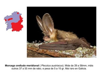 Morcego orelludo meridional ( Plecotus austriacus). Mide de 39 a 58mm, máis
    outros 37 a 55 mm de rabo, e pesa de 5 a 15 gr. Moi raro en Galicia.
 