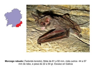 Morcego rabudo (Tadarida teniotis). Mide de 81 a 92 mm, máis outros 44 a 57
           mm de rabo, e pesa de 22 a 54 gr. Escaso en Galicia
 