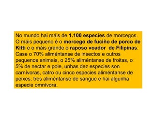 No mundo hai máis de 1.100 especies de morcegos.
O máis pequeno é o morcego de fuciño de porco de
Kitti e o máis grande o raposo voador de Filipinas.
Case o 70% aliméntanse de insectos e outros
pequenos animais, o 25% aliméntanse de froitas, o
5% de nectar e pole, unhas dez especies son
carnívoras, catro ou cinco especies aliméntanse de
peixes, tres aliméntanse de sangue e hai algunha
especie omnívora.
 