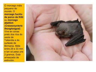 O morcego máis
pequeno do
mundo. O
morcego fuciño
de porco de Kitti
ou morcego
abellóm
(Craseonycteris
thonglongyai).
Vive en covas
preto dos ríos do
oeste de
Tailandia e do
surleste de
Birmania. Mide
entre 29 e 33 mm
e tan só pesa uns
2 gramos. Está
ameazado de
extinción.
 