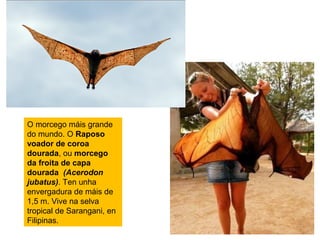 O morcego máis grande
do mundo. O Raposo
voador de coroa
dourada, ou morcego
da froita de capa
dourada (Acerodon
jubatus). Ten unha
envergadura de máis de
1,5 m. Vive na selva
tropical de Sarangani, en
Filipinas.
 