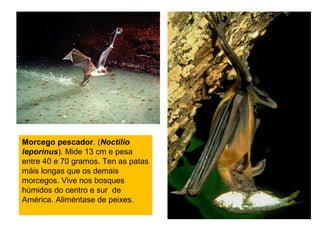 Morcego pescador. (Noctilio
leporinus). Mide 13 cm e pesa
entre 40 e 70 gramos. Ten as patas
máis longas que os demais
morcegos. Vive nos bosques
húmidos do centro e sur de
América. Aliméntase de peixes.
 