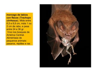 morcego de labios
con flecos (Trachops
cirrhosus). Mide entre
6,5 e 8,8 cm, máis 1 ou
2 cm de rabo, e pesa
entre 24 e 36 gr.
 Vive nos bosques de
América Central.
Aliméntase de
pequenos animais:
paxaros, réptiles e ras
 