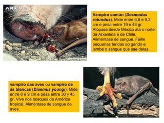 Vampiro común (Desmodus
                                      rotundus). Mide entre 6,8 e 9,3
                                      cm e pesa entre 19 e 43 gr.
                                      Atópase desde México ata o norte
                                      da Arxentina e de Chile.
                                      Aliméntase de sangue. Faille
                                      pequenas feridas ao gando e
                                      lambe o sangue que sae delas.




vampiro das aves ou vampiro de
ás blancas (Diaemus youngi). Mide
entre 8 e 9 cm e pesa entre 30 y 45
gr. Vive nos bosques da América
tropical. Aliméntase de sangue de
aves.
 