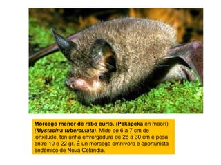 Morcego menor de rabo curto, (Pekapeka en maorí)
(Mystacina tuberculata). Mide de 6 a 7 cm de
lonxitude, ten unha envergadura de 28 a 30 cm e pesa
entre 10 e 22 gr. É un morcego omnívoro e oportunista
endémico de Nova Celandia.
 