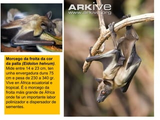 Morcego da froita da cor
da palla (Eidolon helvum).
Mide entre 14 e 23 cm, ten
unha envergadura duns 75
cm e pesa de 230 a 340 gr.
Vive en África ecuatorial e
tropical. É o morcego da
froita máis grande de África
onde fai un importante labor
polinizador e dispersador de
sementes.
 