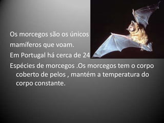 Os morcegos são os únicos
mamíferos que voam.
Em Portugal há cerca de 24
Espécies de morcegos .Os morcegos tem o corpo
  coberto de pelos , mantém a temperatura do
  corpo constante.
 