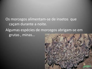 Os morcegos alimentam-se de insetos que
  caçam durante a noite.
Algumas espécies de morcegos abrigam-se em
  grutas , minas…
 