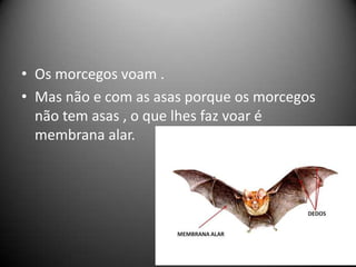 • Os morcegos voam .
• Mas não e com as asas porque os morcegos
  não tem asas , o que lhes faz voar é
  membrana alar.
 
