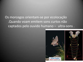 Os morcegos orientam-se por ecolocação
 .Quando voam emitem sons curtos não
 captados pelo ouvido humano – ultra-sons .
 