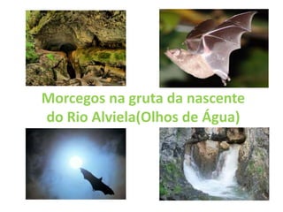 Morcegos na gruta da nascente
do Rio Alviela(Olhos de Água)
 