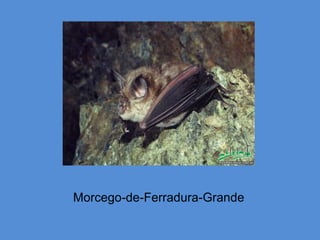 Morcego-de-Ferradura-Grande
 