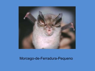 Morcego-de-Ferradura-Pequeno
 