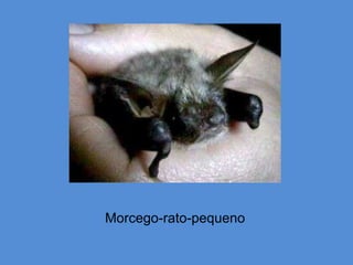 Morcego-rato-pequeno
 
