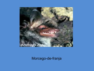 Morcego-de-franja
 