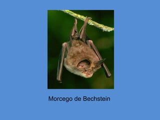 Morcego de Bechstein
 