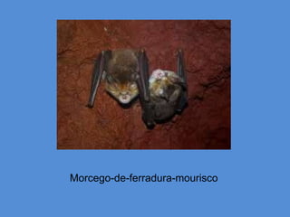 Morcego-de-ferradura-mourisco
 