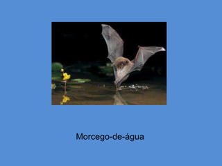 Morcego-de-água
 
