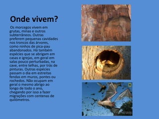 Onde vivem?
 Os morcegos vivem em
grutas, minas e outros
subterrâneos. Outras
preferem pequenas cavidades
nos troncos das árvores,
como ninhos de pica-pau
abandonados. Há também
espécies que se abrigam em
casas e igrejas, em geral em
salas pouco perturbadas, na
cave, entre telhas, por trás de
pinturas. Outras espécies
passam o dia em estreitas
fendas em muros, pontes ou
rochedos. Não ocupam em
geral o mesmo abrigo ao
longo de todo o ano,
chegando por isso a fazer
migrações com centenas de
quilómetros.
 