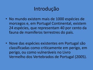 Introdução
• No mundo existem mais de 1000 espécies de
  morcegos e, em Portugal Continental, existem
  24 espécies, que representam 40 por cento da
  fauna de mamíferos terrestres do país.

• Nove das espécies existentes em Portugal são
  classificadas como criticamente em perigo, em
  perigo, ou como vulneráveis no Livro
  Vermelho dos Vertebrados de Portugal (2005).
 