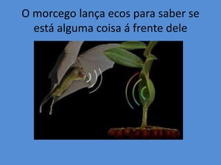 O morcego lança ecos para saber se
  está alguma coisa á frente dele
 