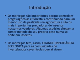 Introdução
• Os morcegos são importantes porque controlam
  pragas agrícolas e florestais contribuindo para um
  menor uso de pesticidas na agricultura e são os
  mais importantes predadores de insectos
  nocturnos voadores. Algumas espécies chegam a
  comer metade do seu próprio peso numa só
  noite em insectos.

• Os morcegos têm, assim, GRANDE IMPORTÂNCIA
  ECOLÓGICA para as comunidades de
  invertebrados cavernícolas que aí vivem.
 