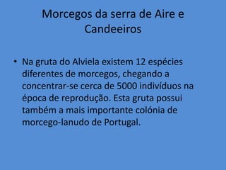 Morcegos da serra de Aire e
             Candeeiros

• Na gruta do Alviela existem 12 espécies
  diferentes de morcegos, chegando a
  concentrar-se cerca de 5000 indivíduos na
  época de reprodução. Esta gruta possui
  também a mais importante colónia de
  morcego-lanudo de Portugal.
 