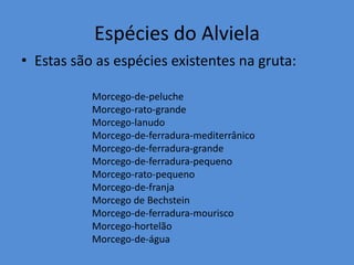 Espécies do Alviela
• Estas são as espécies existentes na gruta:

           Morcego-de-peluche
           Morcego-rato-grande
           Morcego-lanudo
           Morcego-de-ferradura-mediterrânico
           Morcego-de-ferradura-grande
           Morcego-de-ferradura-pequeno
           Morcego-rato-pequeno
           Morcego-de-franja
           Morcego de Bechstein
           Morcego-de-ferradura-mourisco
           Morcego-hortelão
           Morcego-de-água
 