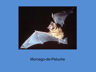 Morcego-de-Peluche
 