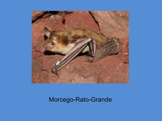 Morcego-Rato-Grande
 