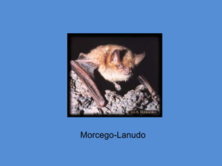 Morcego-Lanudo
 