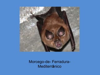 Morcego-de- Ferradura-
    Mediterrânico
 