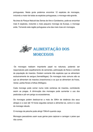 portugueses. Nesta gruta podemos encontrar 12 espécies de morcegos,
incluindo a maior de todas as espécies portuguesas, o morcego-rato-grande.

Na área do Parque Natural das Serras de Aire e Candeeiros, pode-se encontrar
mais 6 espécies, incluindo o mais pequeno morcego da Europa, o morcego
anão. Tornando esta região portuguesa uma das mais ricas em morcegos.




                          Alimentação dos
                          Morcegos

Os    morcegos     realizam    importante papel na   natureza, podendo ser
responsáveis pelo espalhamento de sementes, polinização de flores e controle
da população de insectos. Existem somente três espécies que se alimentam
exclusivamente de sangue (hematófagas). Os morcegos mais comuns são os
que se alimentam de insectos (insectívoros) e os que se alimentam de frutos,
néctar, partes florais e folhas (fitófagos).

Cada morcego pode comer numa noite centenas de insectos, controlando
assim as pragas. A diminuição dos morcegos pode aumentar o uso dos
pesticidas e pôr em perigo os ecossistemas.

Os morcegos podem deslocar-se a mais de 30Km de distância dos seus
abrigos e a voar até 10 horas seguidas sempre a alimentar-se, como é o caso
do morcego rabudo.

O morcego de peluche pode atingir 70Km/h quando caça.

Morcegos pescadores usam suas garras para capturar e carregar o peixe que
irão comer.
 
