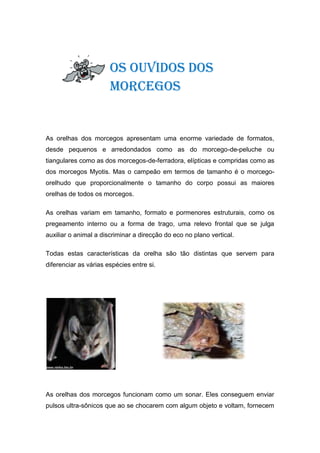 Os ouvidos dos
                       morcegos


As orelhas dos morcegos apresentam uma enorme variedade de formatos,
desde pequenos e arredondados como as do morcego-de-peluche ou
tiangulares como as dos morcegos-de-ferradora, elípticas e compridas como as
dos morcegos Myotis. Mas o campeão em termos de tamanho é o morcego-
orelhudo que proporcionalmente o tamanho do corpo possui as maiores
orelhas de todos os morcegos.

As orelhas variam em tamanho, formato e pormenores estruturais, como os
pregeamento interno ou a forma de trago, uma relevo frontal que se julga
auxiliar o animal a discriminar a direcção do eco no plano vertical.

Todas estas características da orelha são tão distintas que servem para
diferenciar as várias espécies entre si.




As orelhas dos morcegos funcionam como um sonar. Eles conseguem enviar
pulsos ultra-sônicos que ao se chocarem com algum objeto e voltam, fornecem
 