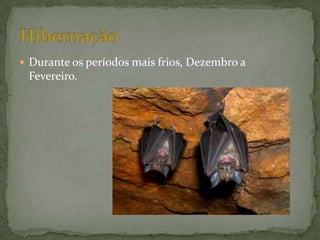  Durante os períodos mais frios, Dezembro a
 Fevereiro.
 