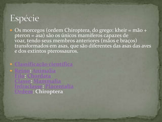  Os morcegos (ordem Chiroptera, do grego: kheir = mão +
  pteron = asa) são os únicos mamíferos capazes de
  voar, tendo seus membros anteriores (mãos e braços)
  transformados em asas, que são diferentes das asas das aves
  e dos extintos pterossauros.

 Classificação científica
 Reino: Animalia
  Filo: Chordata
  Classe: Mammalia
  Infraclasse: Placentalia
  Ordem: Chiroptera
 