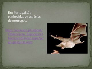 Em Portugal são
 conhecidas 27 espécies
 de morcegos.

http://www.icn.pt/sipnat/
  Observacao_Especies/O
  bservacaoFrame.aspx?pa
  ge=pesquisa.aspx
 