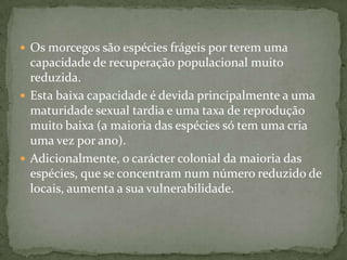  Os morcegos são espécies frágeis por terem uma
  capacidade de recuperação populacional muito
  reduzida.
 Esta baixa capacidade é devida principalmente a uma
  maturidade sexual tardia e uma taxa de reprodução
  muito baixa (a maioria das espécies só tem uma cria
  uma vez por ano).
 Adicionalmente, o carácter colonial da maioria das
  espécies, que se concentram num número reduzido de
  locais, aumenta a sua vulnerabilidade.
 
