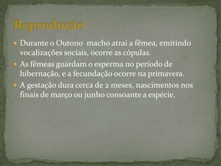  Durante o Outono macho atrai a fêmea, emitindo
  vocalizações sociais, ocorre as cópulas.
 As fêmeas guardam o esperma no período de
  hibernação, e a fecundação ocorre na primavera.
 A gestação dura cerca de 2 meses, nascimentos nos
  finais de março ou junho consoante a espécie.
 