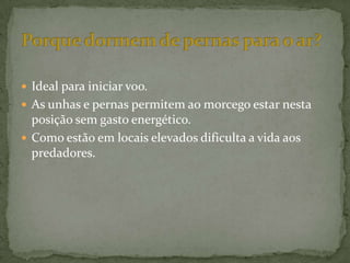  Ideal para iniciar voo.
 As unhas e pernas permitem ao morcego estar nesta
  posição sem gasto energético.
 Como estão em locais elevados dificulta a vida aos
  predadores.
 