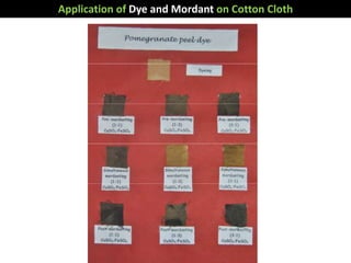 Application of Dye and Mordant on Cotton Cloth
 