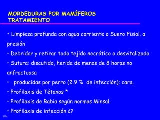MORDEDURAS POR MAMÍFEROS
       TRATAMIENTO

   • Limpieza profunda con agua corriente o Suero Fisiol. a
   presión
   • Debridar y retirar todo tejido necrótico o desvitalizado
   • Sutura: discutido, herida de menos de 8 horas no
   anfractuosa
   • producidas por perro (2.9 % de infección); cara.
   • Profilaxis de Tétanos *
   • Profilaxis de Rabia según normas Minsal.
   • Profilaxis de infección ¿?
thb.
 