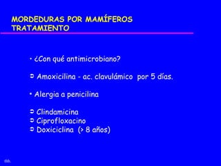 MORDEDURAS POR MAMÍFEROS
       TRATAMIENTO



          • ¿Con qué antimicrobiano?

             Amoxicilina - ac. clavulámico por 5 días.

             Alergia a penicilina

           Clindamicina
           Ciprofloxacino
           Doxiciclina (> 8 años)




thb.
 