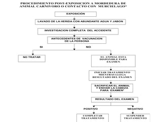 PROCEDIMIENTO POST-EXPOSICION A MORDEDURA DE
ANIMAL CARNIVORO O CONTACTO CON MURCIELAGO*

                         EXPOSICIÓN


        LAVADO DE LA HERIDA CON ABUNDANTE AGUA Y JABON



              INVESTIGACION COMPLETA DEL ACCIDENTE


                 ANTECEDENTES DE VACUNACION
                        DE LA PERSONA

         SI                           NO



 NO TRATAR                                    EL ANIMAL ESTA
                                              DISPONIBLE PARA
                                                  EXAMEN




                                            INICIAR TRATAMIENTO
                                               MIENTRAS LLEGA
                                           RESULTADO DEL EXAMEN



                                            SACRIFICAR EL ANIMAL
                                             Y ENVIAR LA CABEZA
                                                PARA EXAMEN*



                                            RESULTADO DEL EXAMEN



                                   POSITIVO                     NEGATIVO


                                  COMPLETAR                  SUSPENDER
                                 TRATAMIENTO                TRATAMIENTO
 